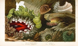 Ocean Reef Coral Anemones