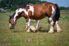 Farm Horse, Meadow