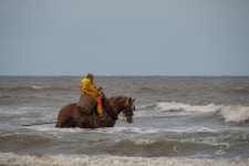 Horse, Shrimp Fisherman, Sea
