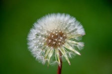 Dandelion, Flying Seeds