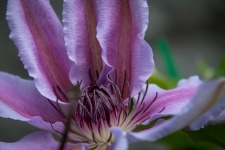 Purple Flower, Clematis