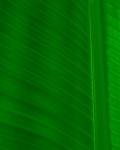 Palm Tree Leaf Detail