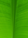 Palm Tree Leaf Detail