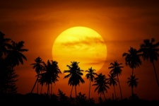 Palm Trees Sunset Landscape