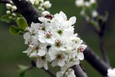 Pear Blossoms And Bee