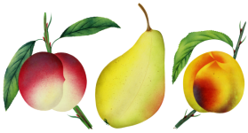 Peach Pear Vintage Art