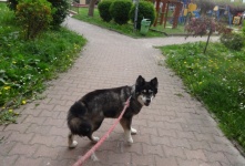 Dog On A Walk