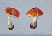 Mushrooms Champion Vintage Illustration