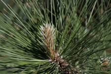 Pine Needle Macro