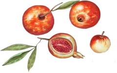 Pomegranate Vintage Illustration