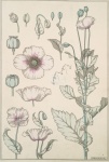 Poppy Flowers Art Nouveau