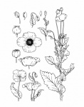 Poppy Flowers Line Art