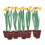 Potted Daffodils Background