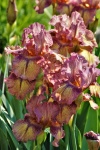 Purple Bearded Iris Close-up