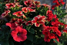 Red Petunia Flowers