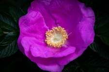 Wrinkle Rose, Flower, Rugosa Rose