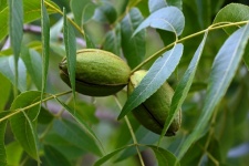 Ripening Pecan Nuts In Green Husks