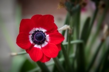 Red Flower, Anemone Coronaria