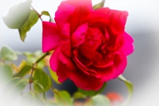 Red Rose, Thorn, Flower