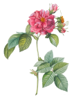 Rose Vintage Flower Illustration