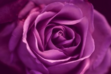 Rose Blossom Flower