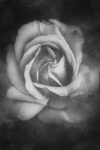 Rose Blossom Black And White Photography
