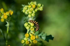 Caterpillar, Insect, Yellow-weak Stripes