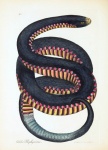 Snake Vintage Art Illustration