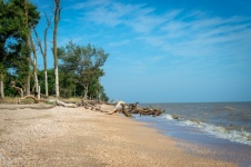 Sea Of Azov, Forest, Trees