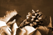 Sepia Image Of Seedpods & Pine Cone