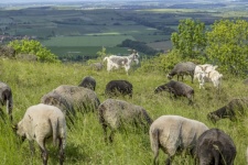 Sheep In Spring Landscape