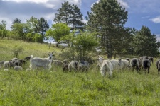 Sheep In Spring Landscape