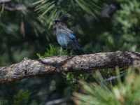 Singing Bluejay Bird