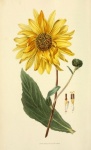 Sunflower Flower Yellow Petals