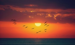 Sunset Birds Landscape