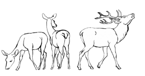 Stag And Two Deer