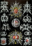 Stephoidea By Ernst H. Haeckel