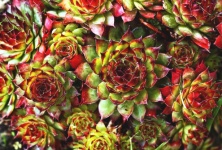 Succulent Flowers Plant Cactus