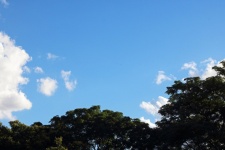 Syringa Trees In Blue Summer Sky