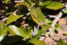 Tough Green Leaf With Brown Marking