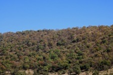 Trees And Vegetation On Crater Rim