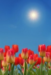 Tulips Flowers Blue Sky