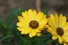 Two Yellow African Daisies