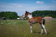 Foal, Horse, Meadow