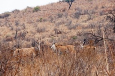 View Of Eland In Dry Vegetation