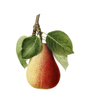 Vintage Pear Fruit Fruit