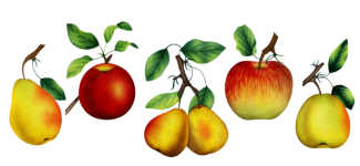 Vintage Pears Apples Art