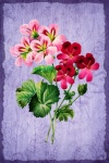Vintage Flower Art Illustration