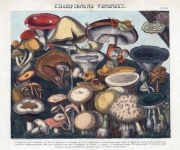 Vintage Botanical Champions Mushrooms
