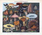 Vintage Botanical Champions Mushrooms